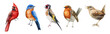 Bird set watercolor illustration. Red cardinal, eastern bluebird, goldfinch, robin, wren close up images. Realistic garden and forset birds collection element. Beautiful avian set on white background.
