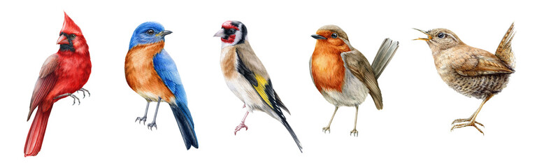 bird set watercolor illustration. red cardinal, eastern bluebird, goldfinch, robin, wren close up im
