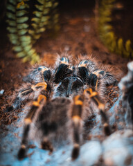 Sticker - Vertical shot of a tarantula spider on the ground