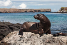 Ecuador. Galapagos Islands. Plaza Sur Island. Galapagos Sea Lion (Zalophus Californianus) On A Rocky Shoreline. Seals Of Galapagos Islands. 