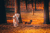 Fototapeta Uliczki - jack russell terrier