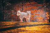 Fototapeta Uliczki - dog running in the park
