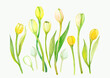Set of watercolor yellow tulips on white background 