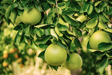 Pomelo fruit in garden