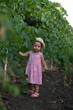 © Татьяна Толстая - the girl is thinking about something, dressed in a pink dress, a light hat on her head, standing near the bushes of blue grapes