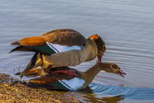 Love Of The Egyptian Goose, Alopochen Aegyptiaca, In Kruger National Park