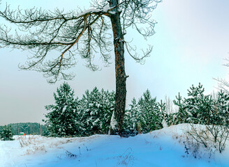 Picturesque winter landscape. All the trees are covered in snow after a heavy snowfall 