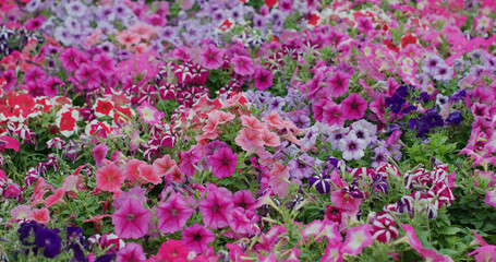 Canvas Print - Flower field with different colour