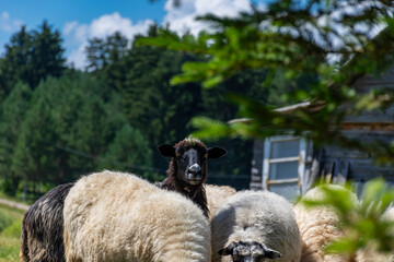 Wall Mural - sheep in the field