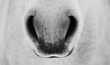 © Sophia - Breath - closeup of horse nostrils, black and white Photo