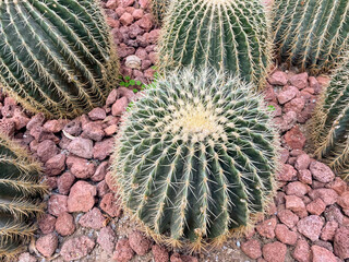 Poster - High angle shot of golden barrel cactus with sharp spines