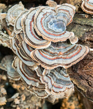 Turkey Tail Mushrooms (Trametes Versicolor) In North Carolina