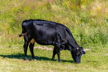 Wall Mural - black and white cow