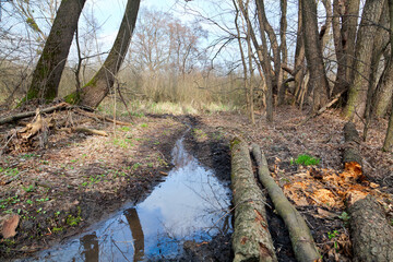 Wall Mural - Spring stream in the wood among bare trees. 