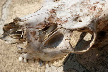 Wall Mural - Closeup of the deer skull on the ground