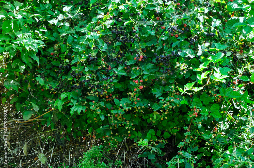 Dojrzałe owoce Jeżyna, (Rubus L.) jest bardzo smaczna i pełna witamin - obrazy, fototapety, plakaty 