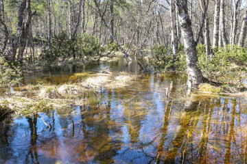 Canvas Print - Spring flood