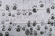Palm prints of people on a cold snowy frosted wall in support of illegally arrested Alexei Navalny in Moscow during a political protest rally on January 23, 2021. Translation: freedom to Alexey