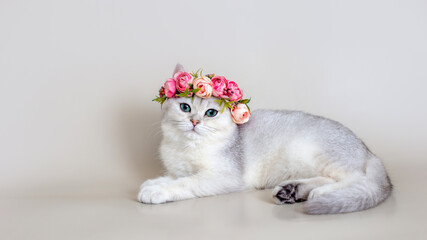 Beautiful gray cat in a crown of pink flowers lies on a gray background