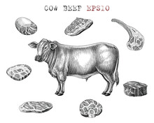 Cow Beef Set Hand Draw Vintage Engraving Style Black And White Clip Art Isolated On White Background
