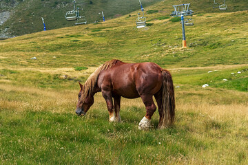 Wild horse eating in the Andorran Pyrenees