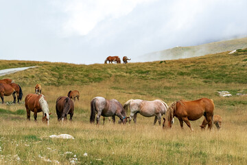 Herd of wild horses in the Andorran Pyrenees enjoying the wildlife