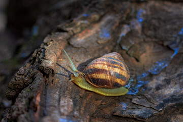 A snail is crawling along the bark of a fruit tree. Clouse-up. Macro photography.