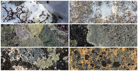 Wall Mural - Set of natural textures. Lichen and stones in the snow. Collection of panoramic natural backgrounds for design. Winter tundra in the Arctic. Nature of Polar region.