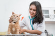 © Odua Images - female vet examining cat with stethoscope in clinic room background
