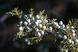 Utah juniper (Juniperus osteosperma) berries on branch. These blue-green glaucous fruits can be used as one of the herbs in gin production.