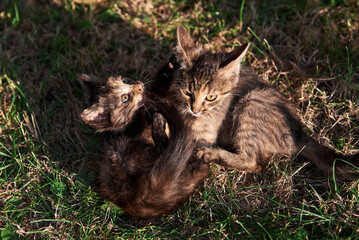 two kittens are playing. Cat fights