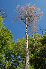 the slender birch 2