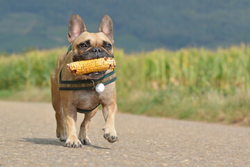 Wall Mural - Happy French Bulldog dog playing fetch with corn vegetable