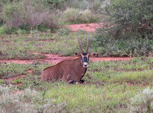 Oryx Antelope In Bushy Landscape