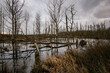 © Ingo Heddinga/Wirestock - Rainy cloudscape over a forest swamp with bare leafless tree reflections in Norderney, Germany