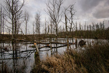 Rainy Cloudscape Over A Forest Swamp With Bare Leafless Tree Reflections In Norderney, Germany