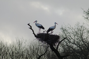 Storks nesting in tree