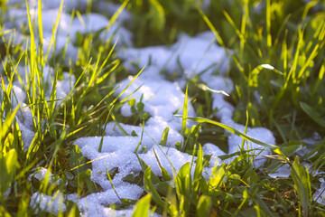 Green grass under the snow. Anomaly snowfall in May.