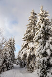 Fototapeta Las - Woodland road with heavily snowed trees, Pangarati Peak, Harghita, Transylvania, Romania, Europe