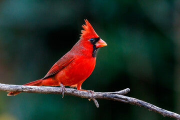 northern cardinal