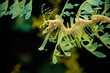 Yellow leafy seadragon (Phycodurus eques)