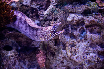 The orange, white and black leopard moray eel or dragon moray