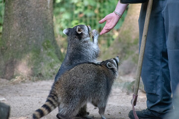 Two raccoons receiving food from a zoo worker with a blue uniform