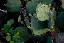 Green Prickly Pear Cactus Grown In A Tropical Area