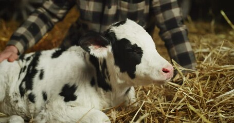 Wall Mural - Cinematic close up of young male farmer is caressing with love and care ecologically grown newborn calf used for biological genuine milk products industry in cowshed stable of countryside dairy farm.