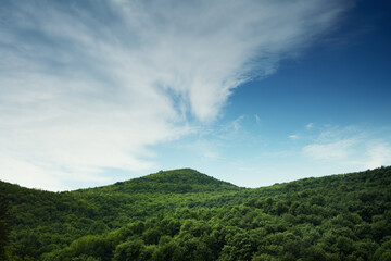 Wall Mural - Mountain beech forest in the mountains of Crimea in the spring at dawn.