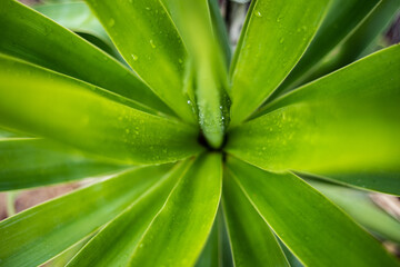 Wall Mural - aloe vera plant