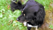 A Close View Of A Black Dog Lying On The Grass