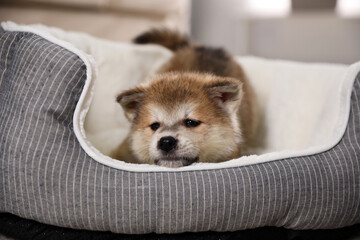 Adorable Akita Inu puppy in dog bed indoors