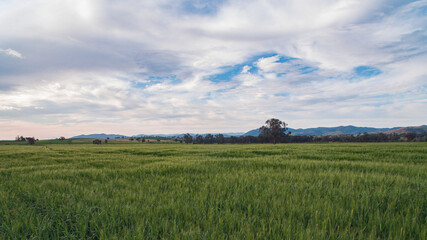 Wall Mural - wheat field in the summer